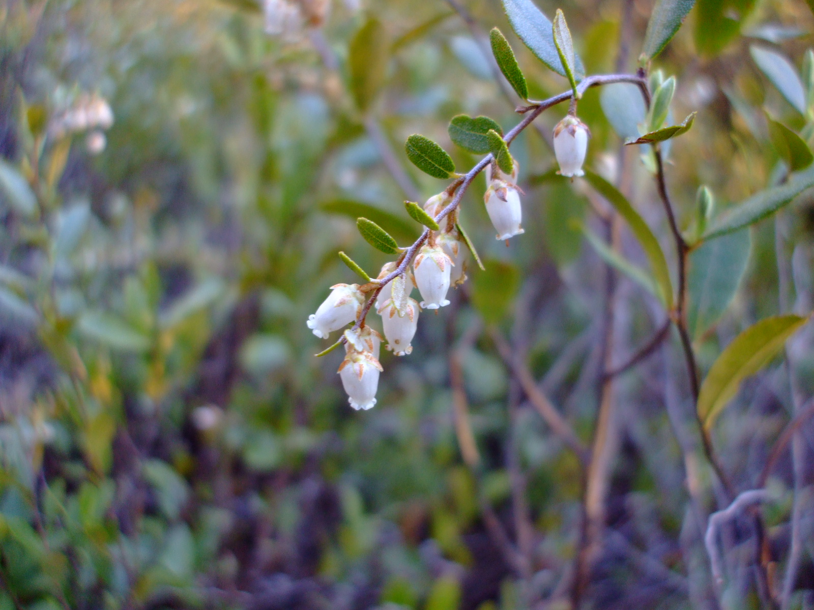 Chamaedaphne calyculata